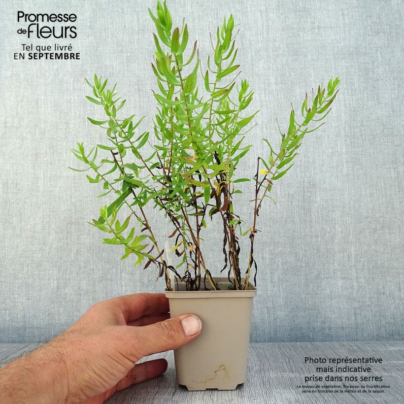 Spécimen de Aster amethystinus Kylie Godet de 8/9 cm tel que livré en été