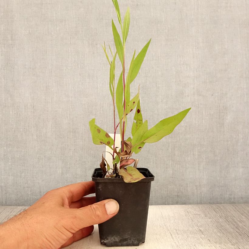 Spécimen de Aster azureus Godet de 8/9 cm tel que livré en été