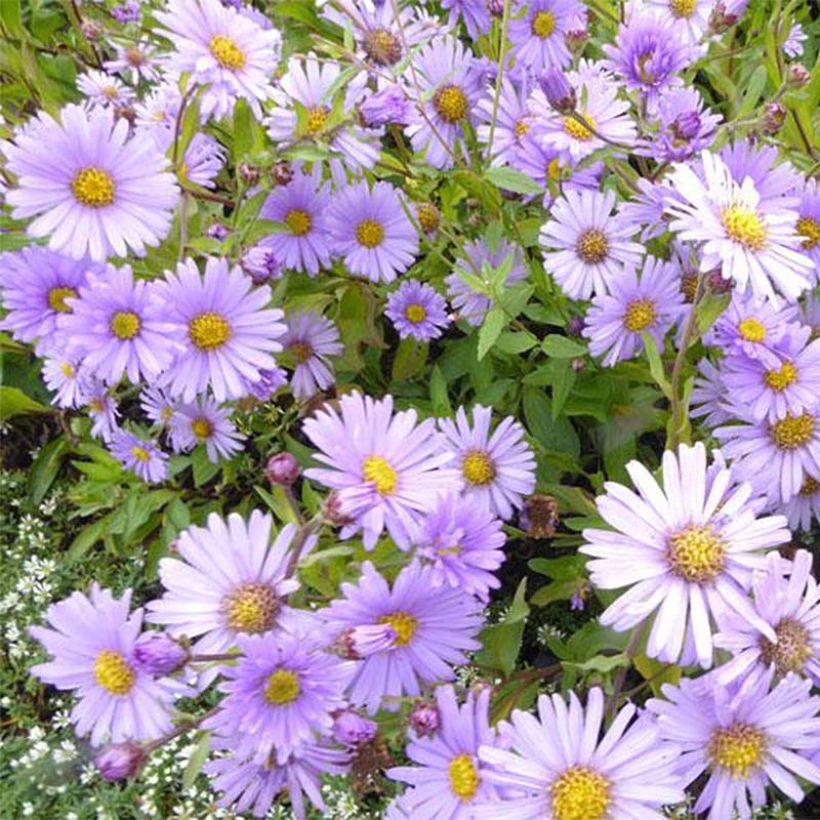 Aster Bart's Blue Beauty - Aster d'automne (Floraison)