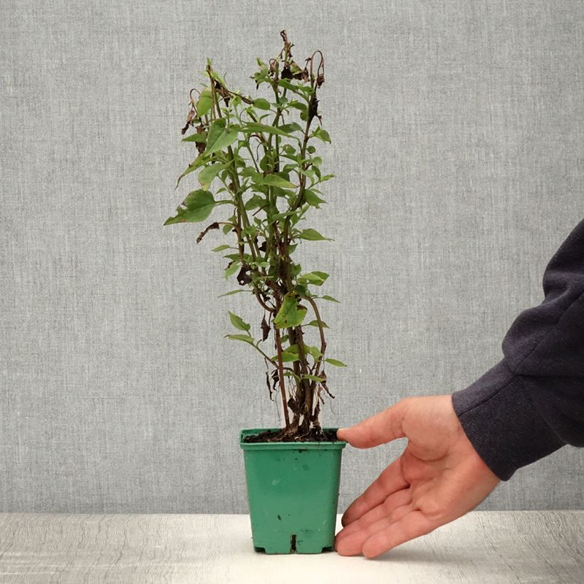 Spécimen de Aster cordifolius Blütenregen - Aster d'automne Godet de 8/9 cm tel que livré en été