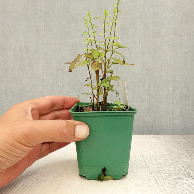 Spécimen de Aster cordifolius Idéal Godet de 8/9 cm tel que livré en été