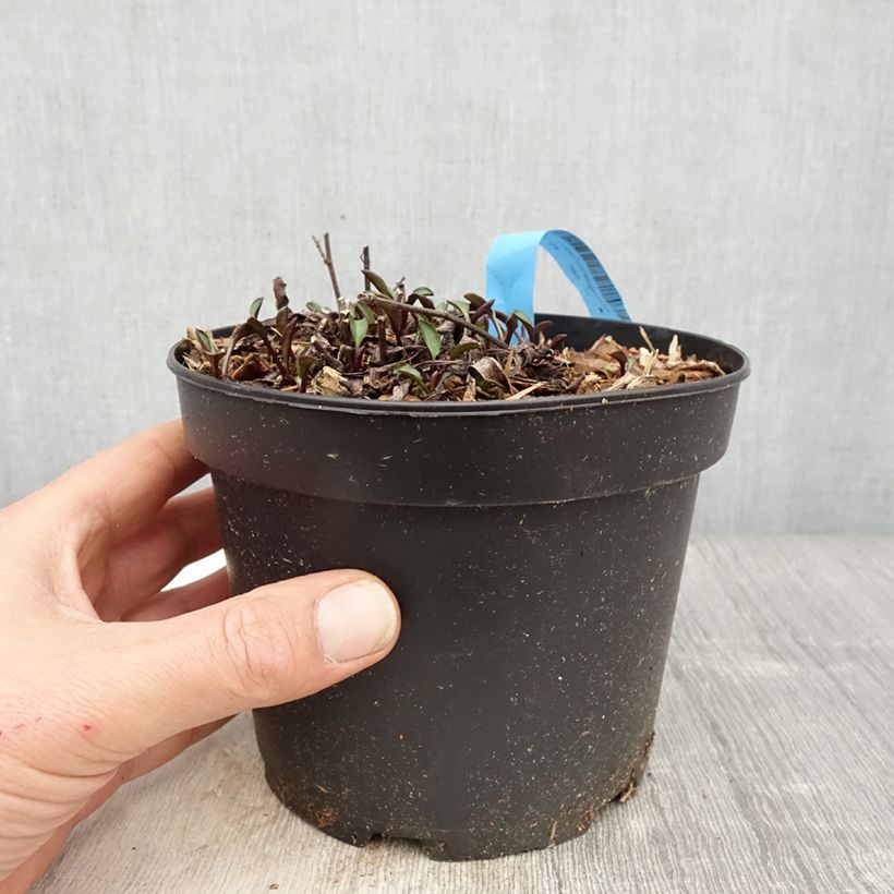 Spécimen de Aster dumosus Anneke - Aster nain en pot de 1,5L./2L. tel que livré au printemps