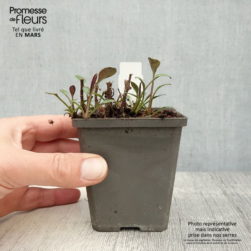 Spécimen de Aster dumosus Anneke - Aster nain Godet de 9cm tel que livré au printemps