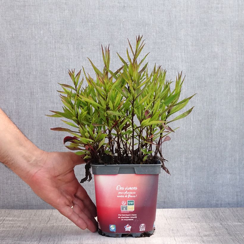 Spécimen de Aster dumosus Bahamas - Aster nain Pot de 2L/3L tel que livré en été