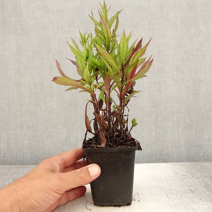 Spécimen de Aster dumosus Samoa - Aster nain d'automne Godet de 8/9 cm tel que livré en été
