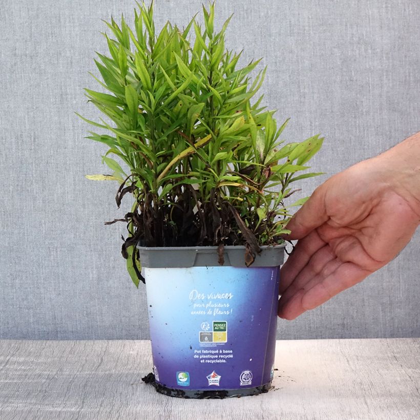 Spécimen de Aster dumosus Samoa - Aster nain d'automne Pot de 2L/3L tel que livré en été