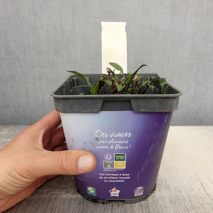 Spécimen de Aster dumosus Samoa - Aster nain d'automne Pot de 2L/3L tel que livré au printemps