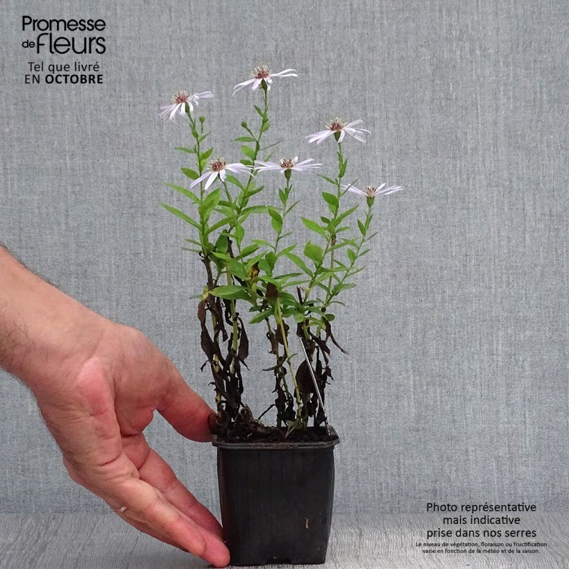 Spécimen de Aster dumosus Silberblaukissen Godet de 8/9 cm tel que livré en automne