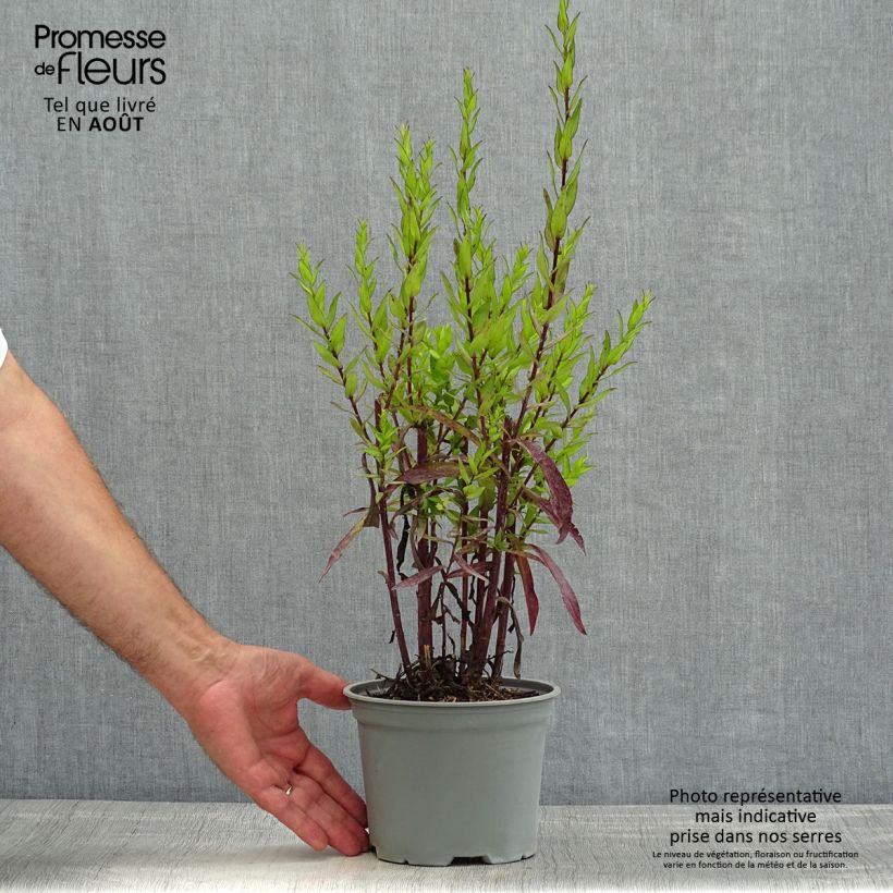 Spécimen de Aster dumosus Starlight - Aster nain d’automne Pot de 2L/3L tel que livré en été