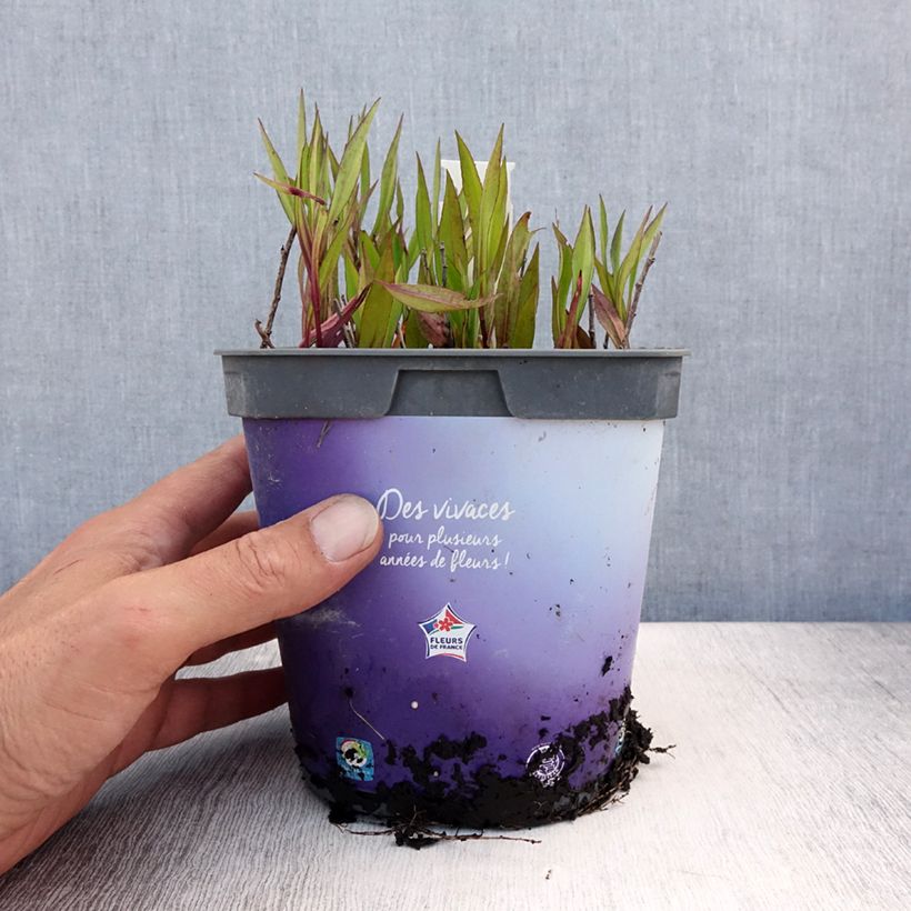 Spécimen de Aster dumosus Tonga - Aster nain Pot de 2L/3L tel que livré en été