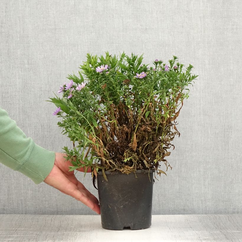 Spécimen de Aster dumosus Wood's Purple Pot de 1,5L/2L tel que livré en été