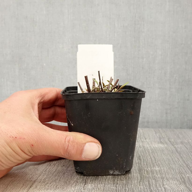 Spécimen de Aster ericoides Herbstmyrte - Aster à feuilles de bruyère Godet de 9cm tel que livré au printemps