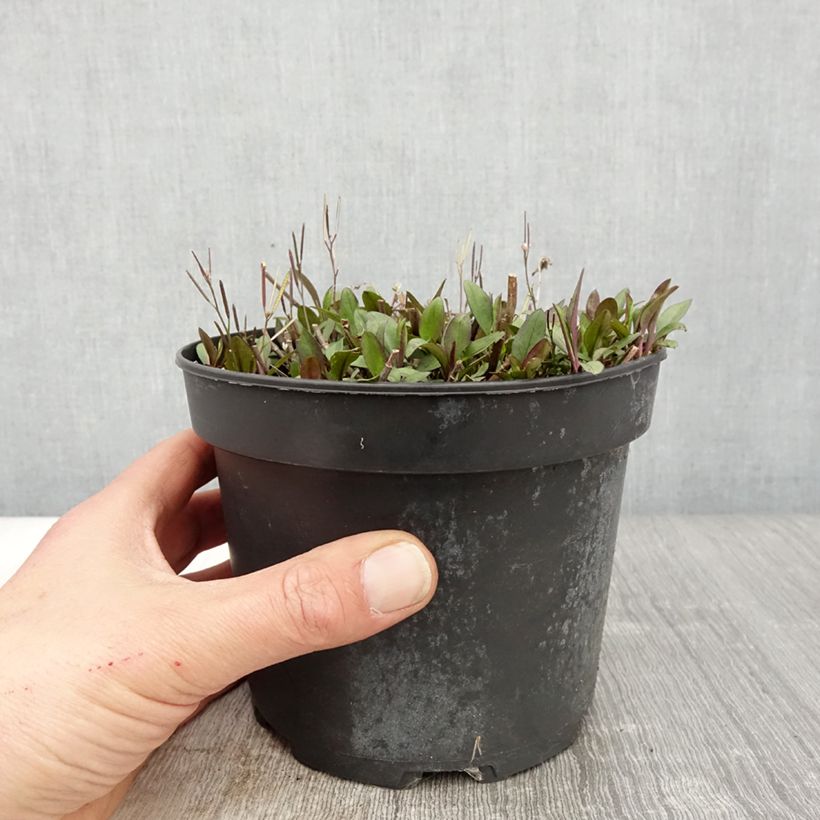 Spécimen de Aster ericoïdes Pink Cloud en pot de 2L/3L tel que livré au printemps