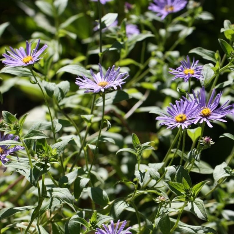 Aster frikartii Mönch - Aster d'automne (Port)