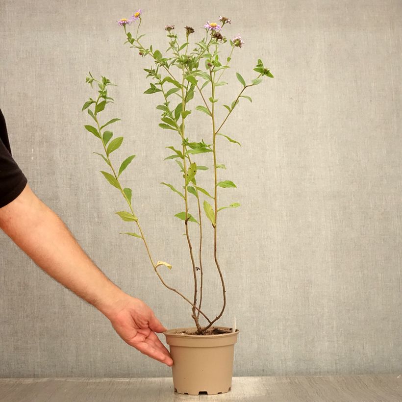 Spécimen de Aster frikartii Mönch - Aster d'automne Pot de 1L/1,5L tel que livré en été