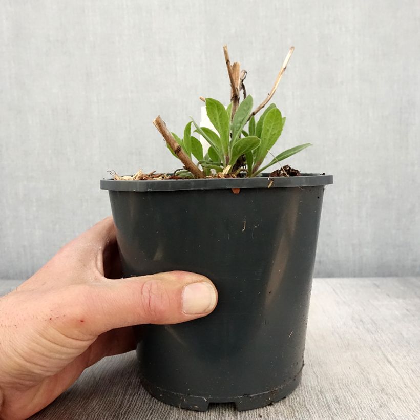 Spécimen de Aster frikartii Mönch - Aster d'automne - Pot de 1L/1.5L tel que livré au printemps