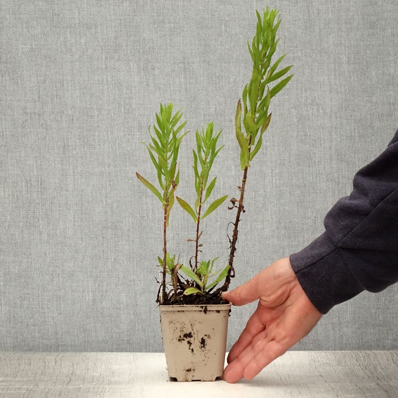 Spécimen de Aster hybride Ann Leys Godet de 8/9 cm tel que livré en été