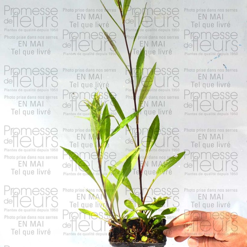 Exemple de spécimen de Aster hybride Carmen - Aster rose vif Godet de 9cm tel que livré