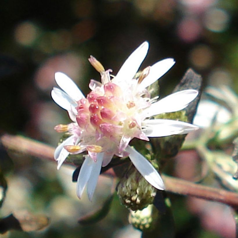 Aster lateriflorus Lady In Black (Floraison)