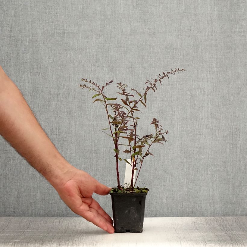Spécimen de Aster lateriflorus Prince Godet de 8/9 cm tel que livré en été