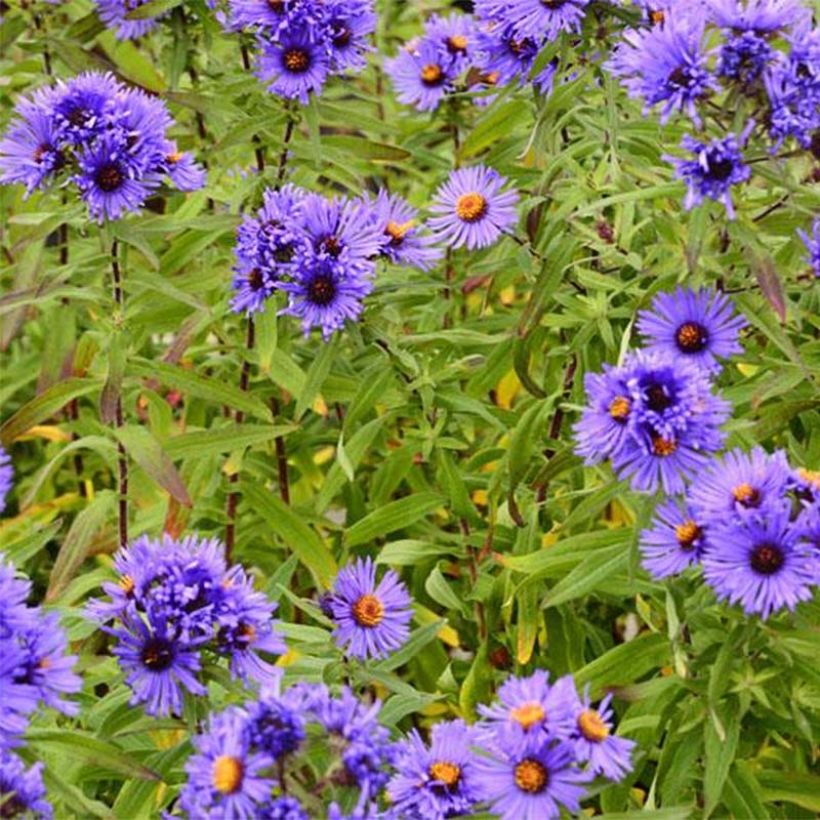 Aster novae angliae Guido en Gezelle - Aster grand d'automne (Floraison)