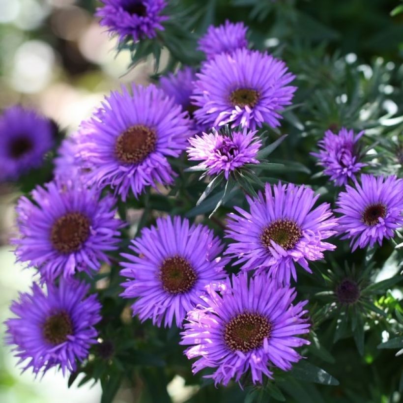 Aster novae-angliae Purple Dome - Aster d'automne (Floraison)