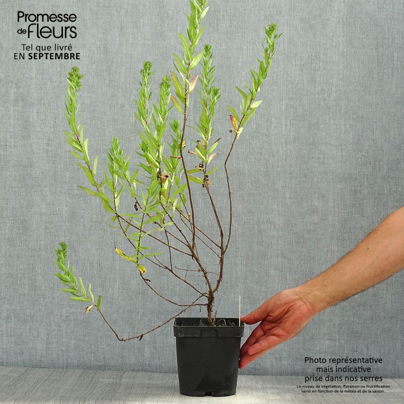Spécimen de Aster novae-angliae Septemberrubin - Septembre rouge Pot de 2L/3L tel que livré en été