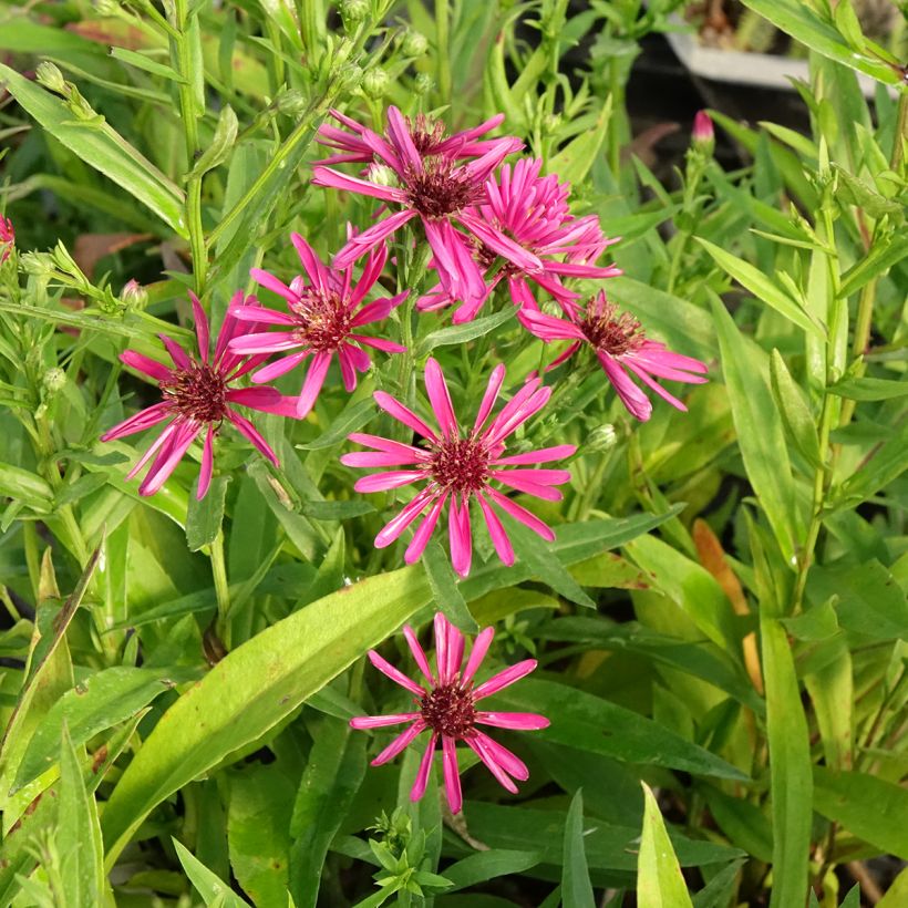 Aster novi-belgii Crimson Brocade - Aster grand d'automne (Floraison)