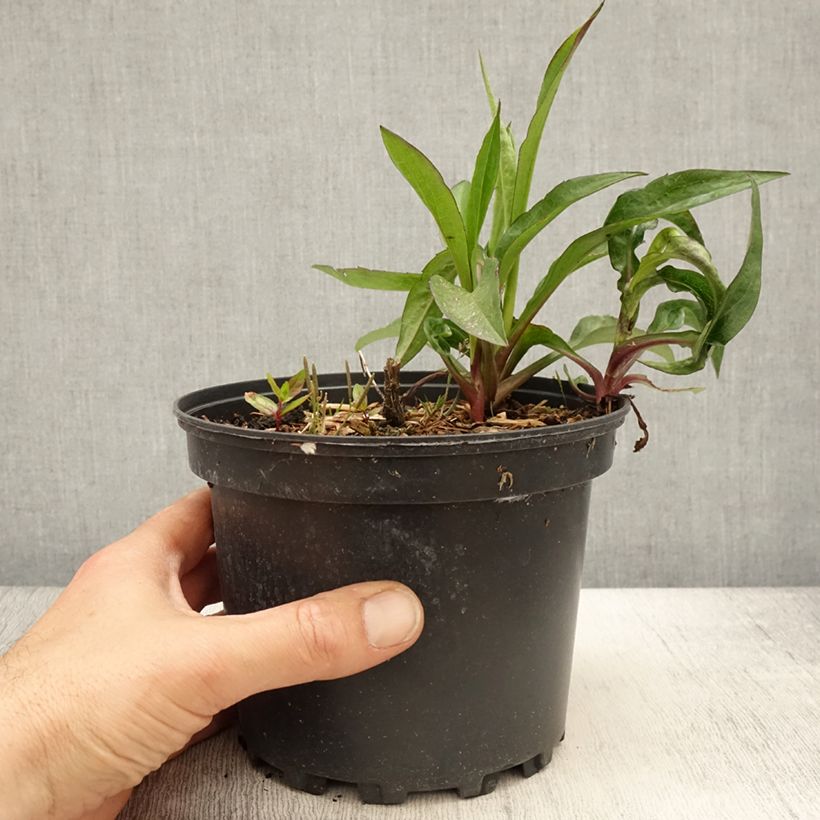 Spécimen de Aster Novi Belgii Fellowship - pot de 2L/3L tel que livré au printemps