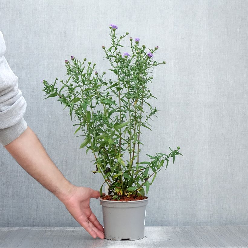 Spécimen de Aster novi-belgii Marie Ballard - Aster grand d’automne Pot de 2L/3L tel que livré en été
