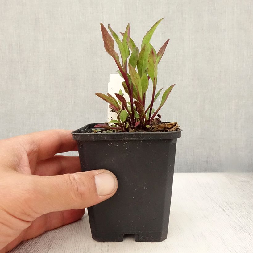 Spécimen de Aster novi-belgii Sarah Ballard Godet de 8/9 cm tel que livré en été