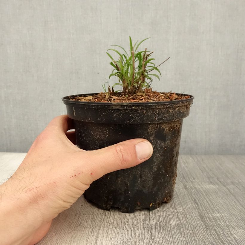 Spécimen de Aster pringlei Monte Cassinoen pot de 2L/3L tel que livré au printemps