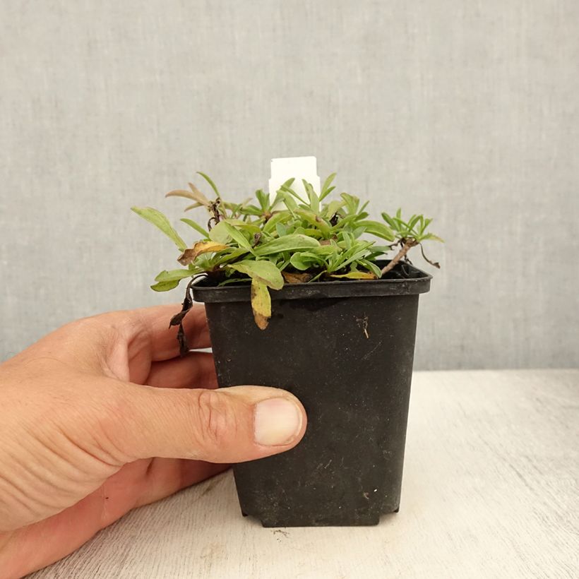 Spécimen de Aster sibiricus - Aster d'été Godet de 8/9 cm tel que livré en été