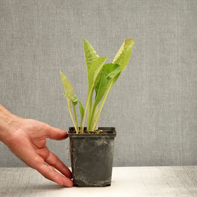 Spécimen de Aster tataricus Jindai - Aster de Tartarie Godet de 8/9 cm tel que livré en été