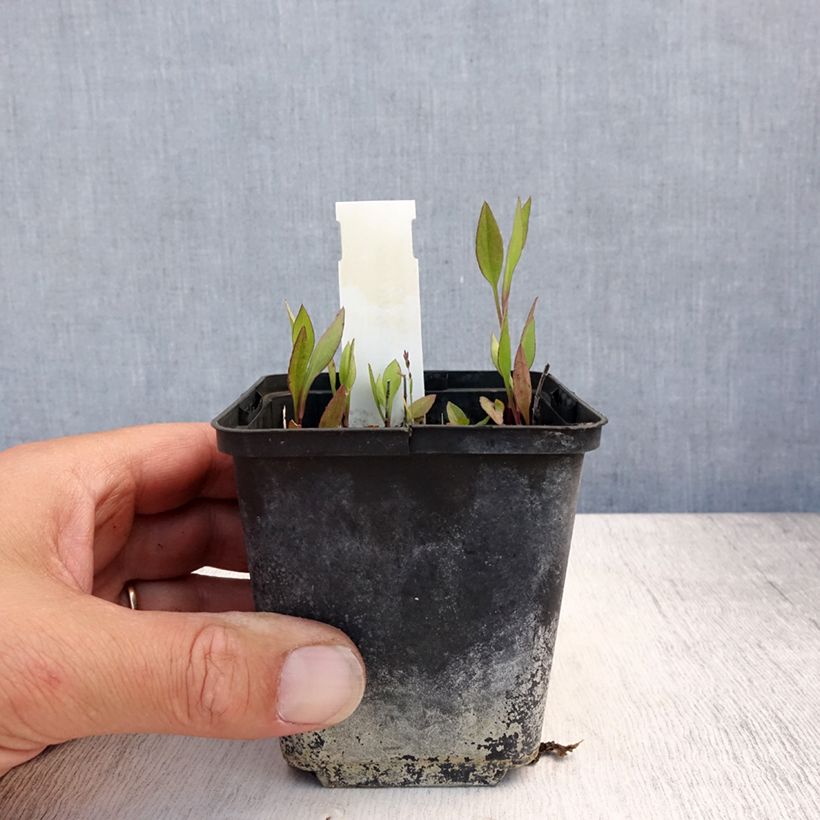 Spécimen de Aster tradescantii - Aster d'automne Godet de 8/9 cm tel que livré en été