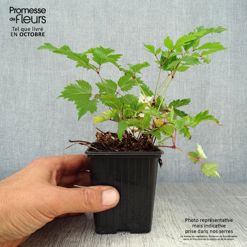 Spécimen de Astilbe arendsii Anita Pfeiffer Godet de 8/9 cm tel que livré en automne