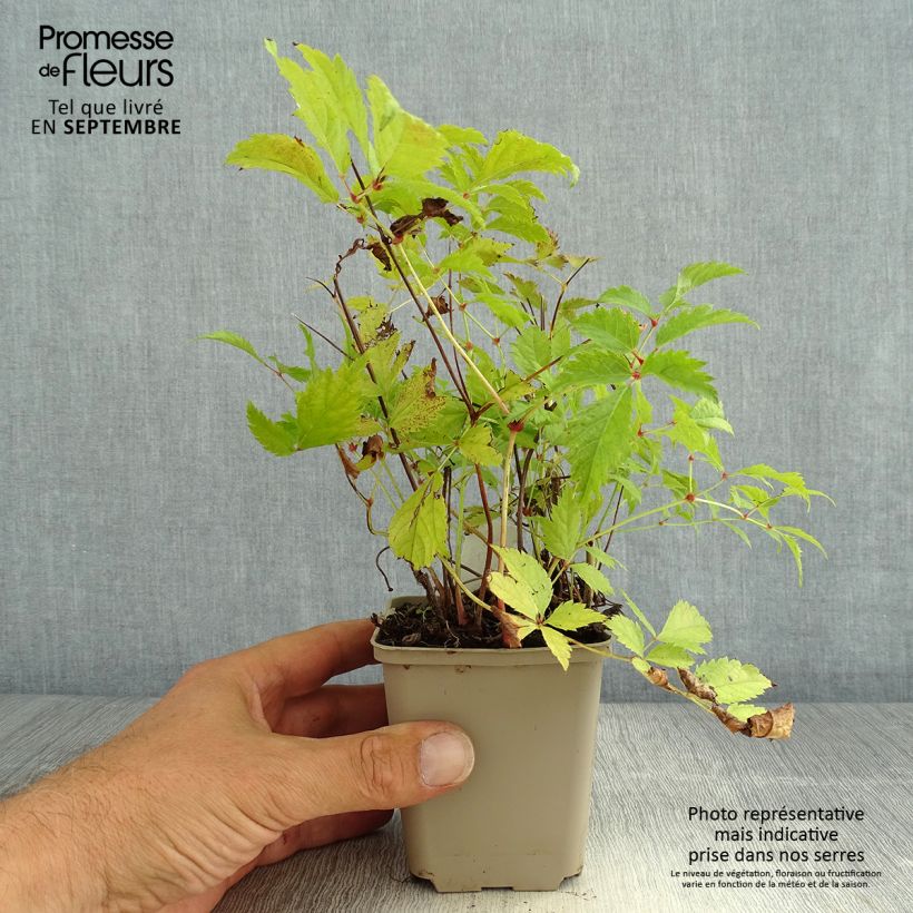 Spécimen de Astilbe arendsii Brautschleier tel que livré en ete