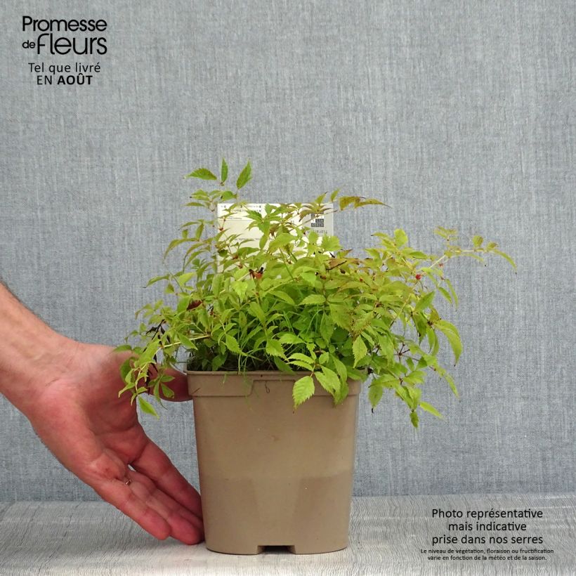 Spécimen de Astilbe arendsii Brautschleier tel que livré en ete