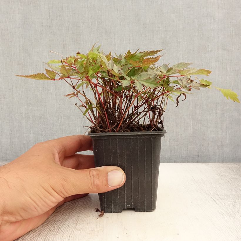 Spécimen de Astilbe arendsii Bumalda Godet de 8/9 cm tel que livré en été