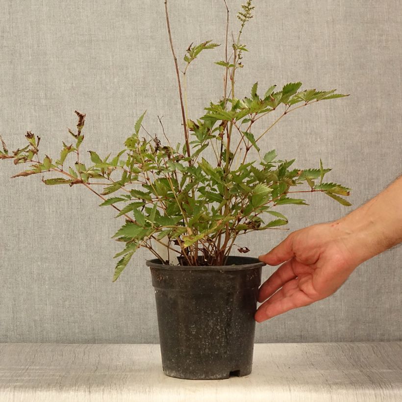 Spécimen de Astilbe arendsii Cappuccino - Pot de 2L/3L tel que livré en été