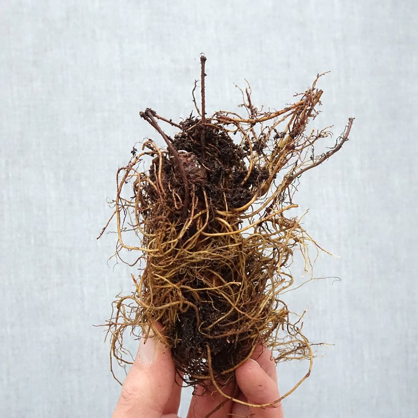 Spécimen de Astilbe arendsii Cappuccino - Racines nues tel que livré en hiver