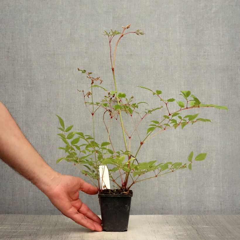 Spécimen de Astilbe arendsii Cattleya Godet de 8/9 cm tel que livré en été