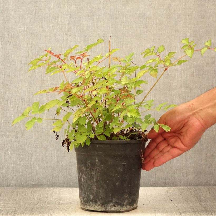 Spécimen de Astilbe arendsii Color Flash Lime, Beauty of Lisse Pot de 2L/3L tel que livré en été