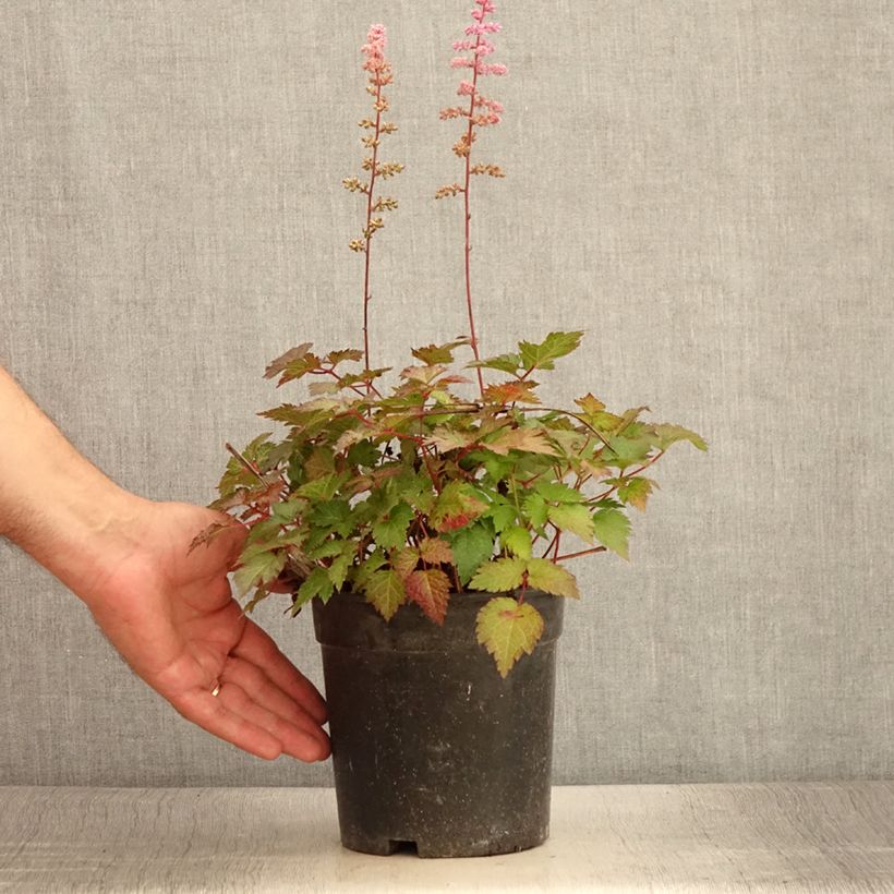 Spécimen de Astilbe arendsii Colour Flash - Astilbe d'Arends panachée Pot de 2L/3L tel que livré en été
