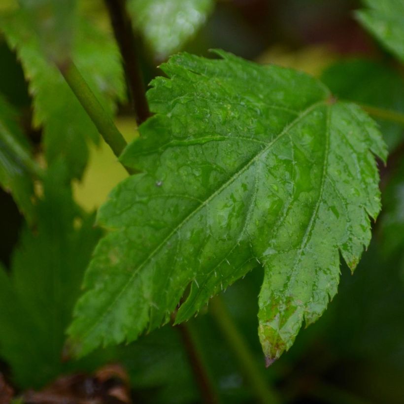 Astilbe arendsii Diamant (Feuillage)