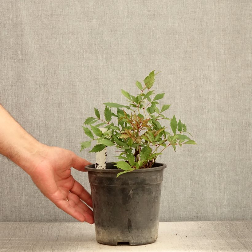 Spécimen de Astilbe arendsii Ellie Pot de 2L/3L tel que livré en été