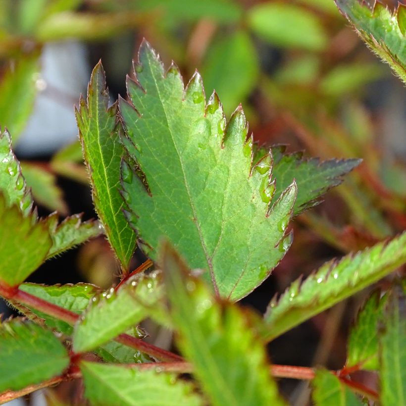 Astilbe arendsii Erika (Feuillage)