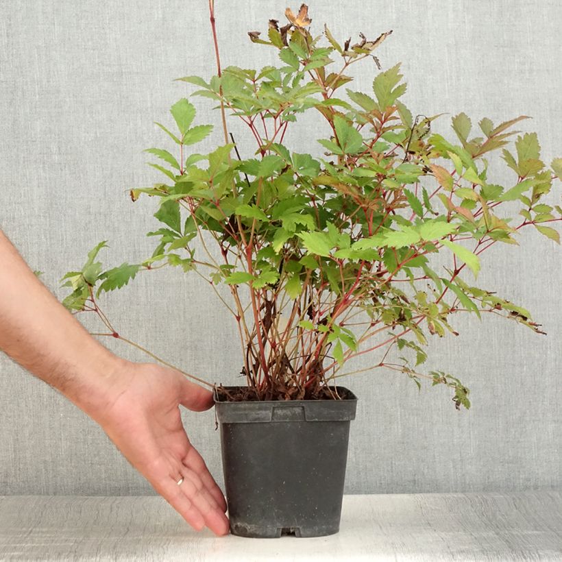 Spécimen de Astilbe arendsii Moccachino Pot de 2L/3L tel que livré en été