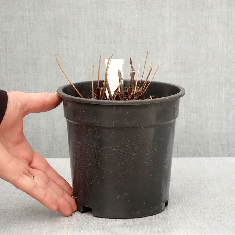 Spécimen de Astilbe arendsii Moccachino - Pot de 2L/3L tel que livré au printemps