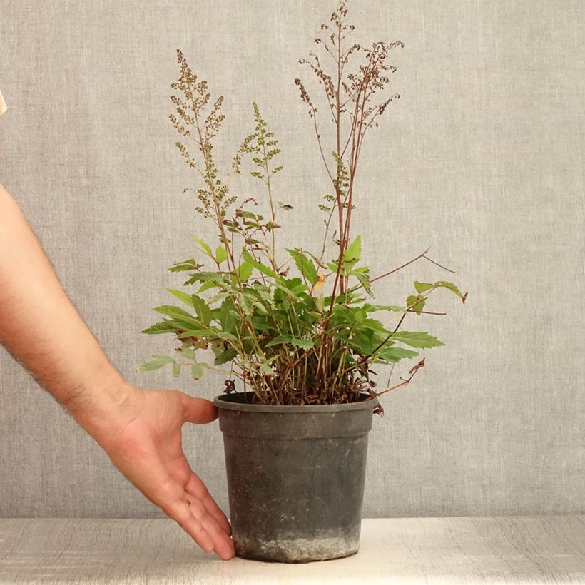 Spécimen de Astilbe arendsii Rock and Roll Pot de 2L/3L tel que livré en été